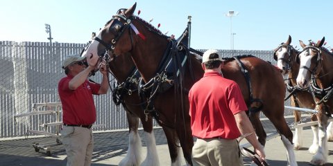 Clydesdales